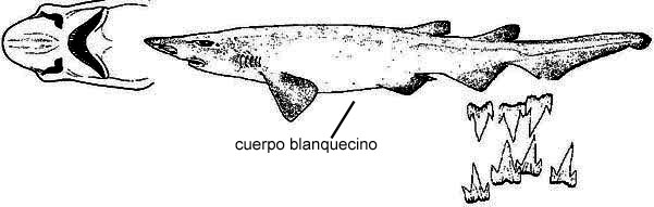 Apristurus aphyodes 02.jpg